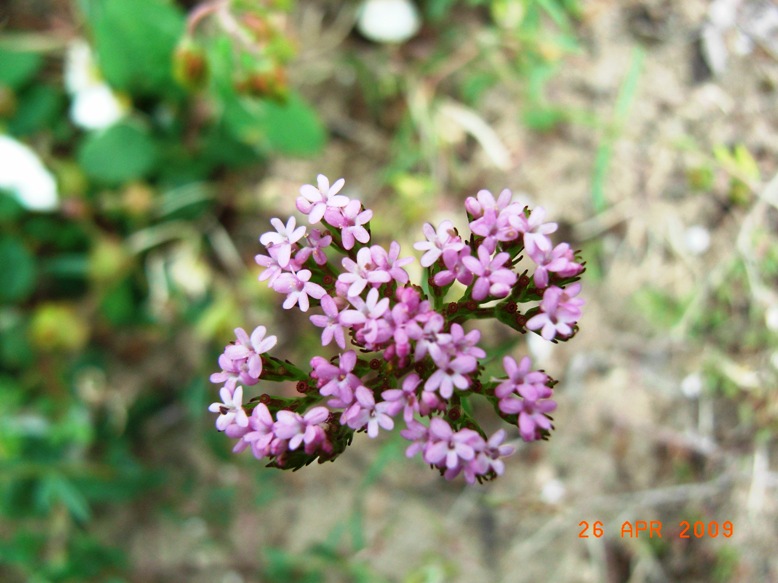 Centranthus calcitrapa